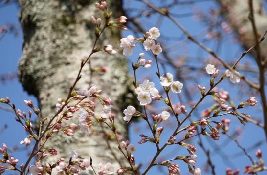 丸山公園　田川市　花まつり　桜